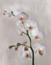 Spring and summer flowers - white orchid branch